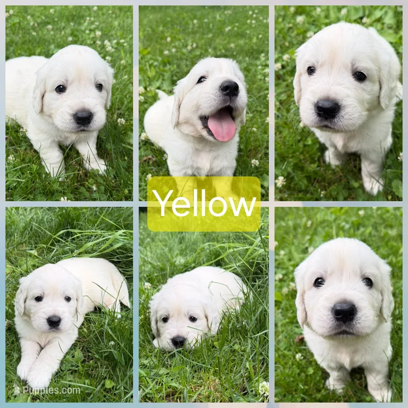 Yellow – English Cream Golden Retriever puppy for sale in Hartford, WI