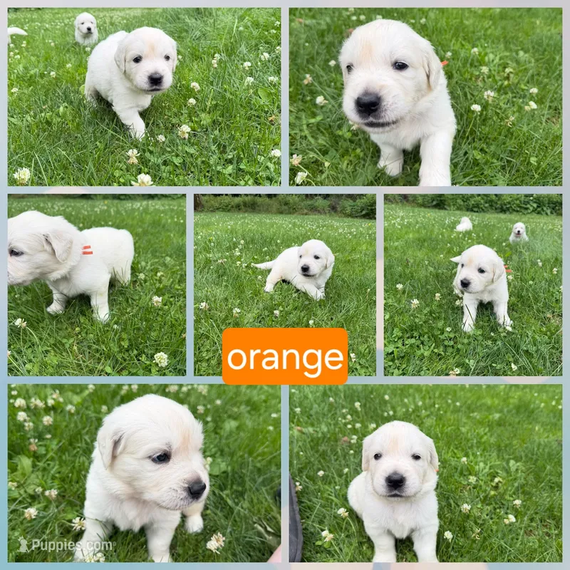 Orange – English Cream Golden Retriever puppy for sale in Hartford, WI