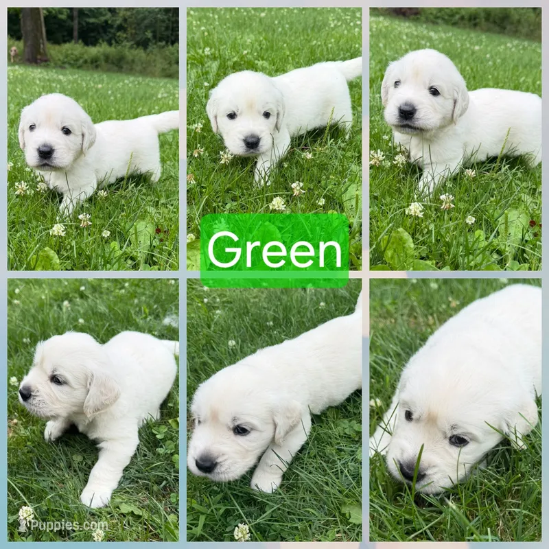Green – English Cream Golden Retriever puppy for sale in Hartford, WI