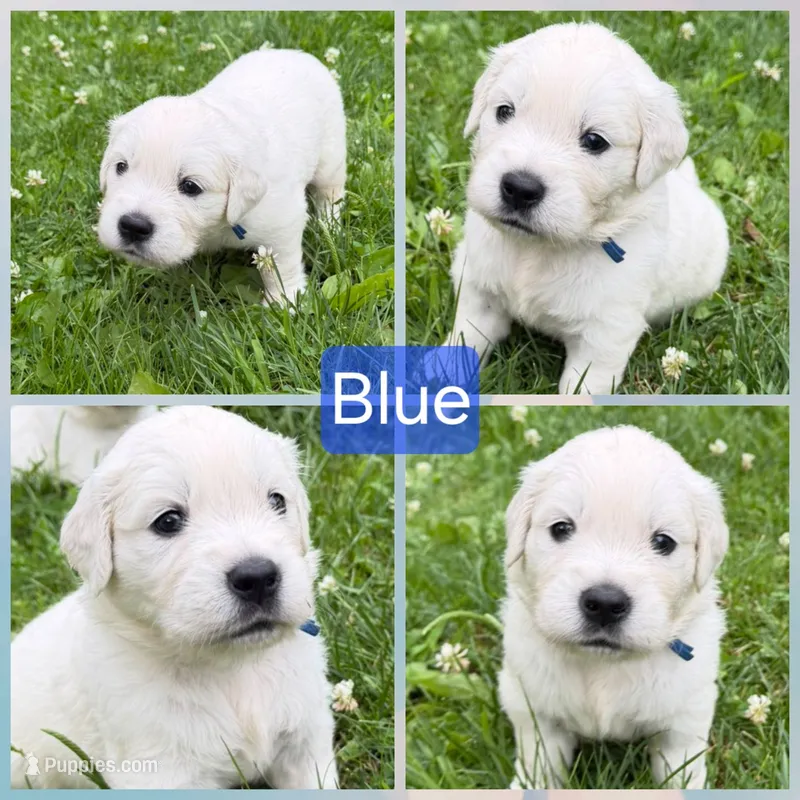 Blue – English Cream Golden Retriever puppy for sale in Hartford, WI