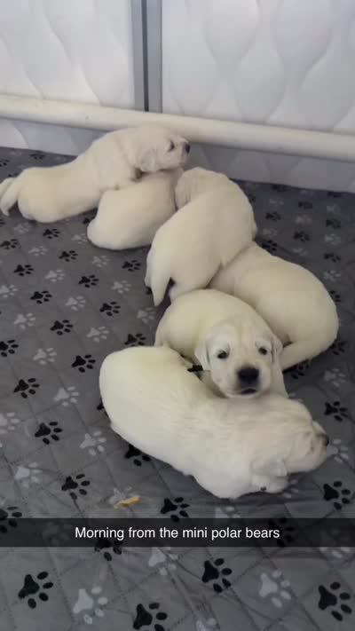 Black, a male English Cream Golden Retriever for sale in Hartford, WI – 2 of 3