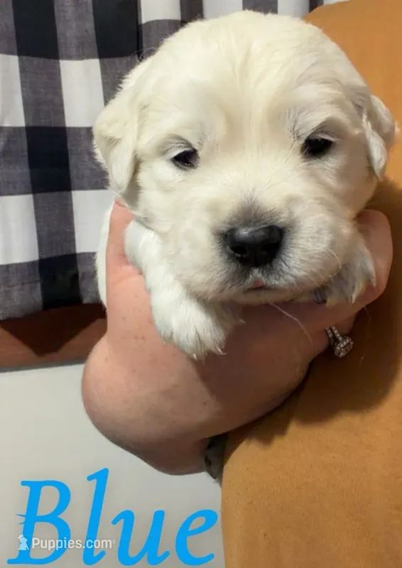 Blue, a male English Cream Golden Retriever for sale in Hartford, WI – 1 of 3