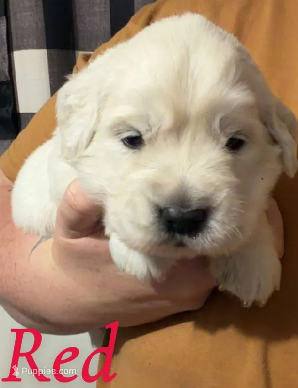 Red – English Cream Golden Retriever puppy for sale in Hartford, WI