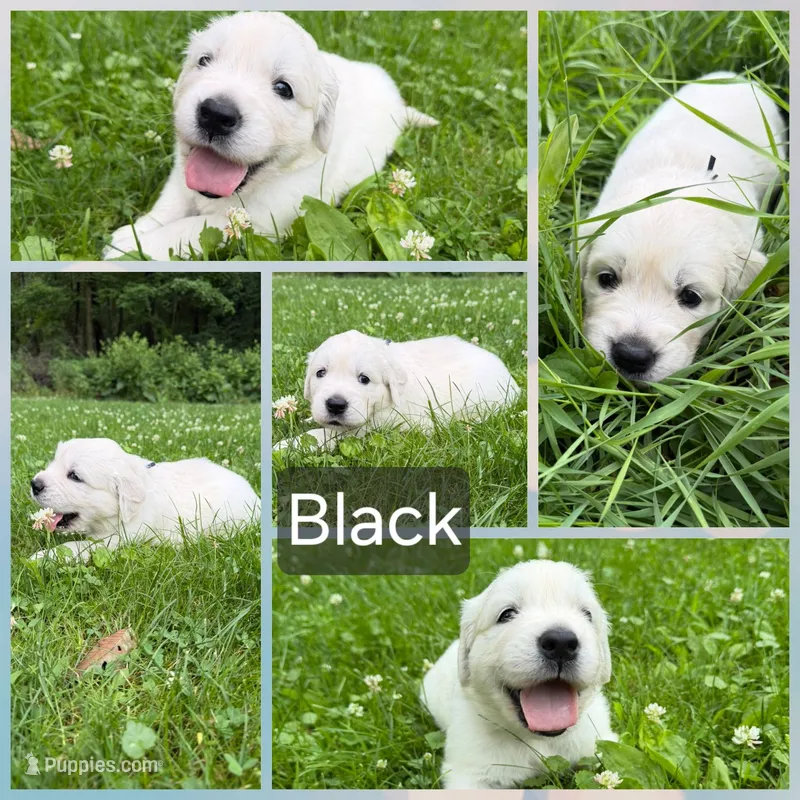 Black – English Cream Golden Retriever puppy for sale in Hartford, WI