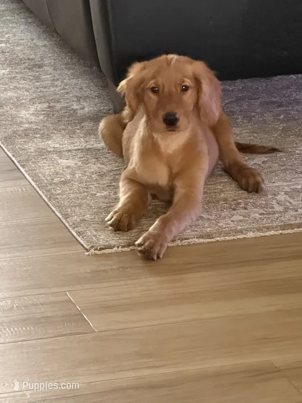 Gracie  – Golden Retriever puppy for sale in Belleville, WI