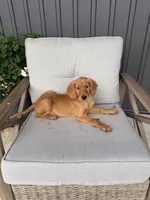 Gracie , a female Golden Retriever for sale in Belleville, WI – 9 of 9