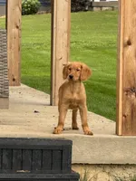 Gracie , a female Golden Retriever for sale in Belleville, WI – 3 of 9