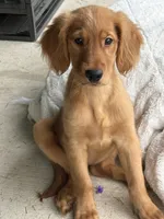 Gracie , a female Golden Retriever for sale in Belleville, WI – 6 of 9