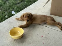 Gracie , a female Golden Retriever for sale in Belleville, WI – 8 of 9