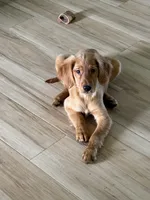 Gracie , a female Golden Retriever for sale in Belleville, WI – 2 of 9