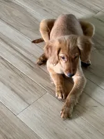 Gracie , a female Golden Retriever for sale in Belleville, WI – 4 of 9