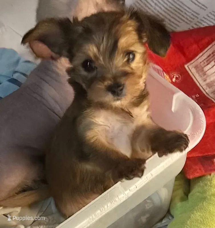 Miley – Chinese Crested, Yorkshire Terrier puppy for sale in Janesville, WI