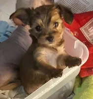 Miley, a female Chinese Crested and Yorkshire Terrier for sale in Janesville, WI – 1 of 4