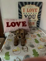 Miley, a female Chinese Crested and Yorkshire Terrier for sale in Janesville, WI – 2 of 4