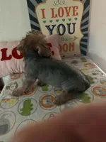 Kenny, a male Chinese Crested and Yorkshire Terrier for sale in Janesville, WI – 3 of 4