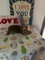 Miley, a female Chinese Crested and Yorkshire Terrier for sale in Janesville, WI – 4 of 4