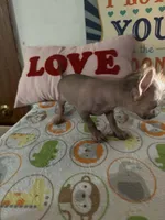 Billy, a male Chinese Crested and Yorkshire Terrier for sale in Janesville, WI – 2 of 4