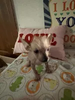 Billy, a male Chinese Crested and Yorkshire Terrier for sale in Janesville, WI – 4 of 4