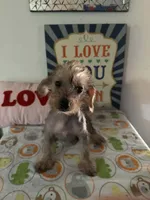 Billy, a male Chinese Crested and Yorkshire Terrier for sale in Janesville, WI – 3 of 4