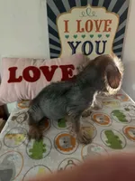 Kenny, a male Chinese Crested and Yorkshire Terrier for sale in Janesville, WI – 2 of 4