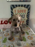 Kenny, a male Chinese Crested and Yorkshire Terrier for sale in Janesville, WI – 4 of 4