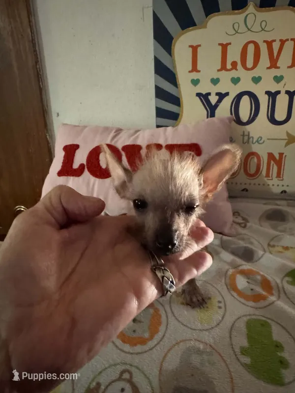 Billy – Chinese Crested, Yorkshire Terrier puppy for sale in Janesville, WI