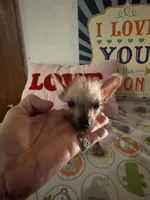 Billy, a male Chinese Crested and Yorkshire Terrier for sale in Janesville, WI – 1 of 4