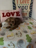 Miley, a female Chinese Crested and Yorkshire Terrier for sale in Janesville, WI – 3 of 4