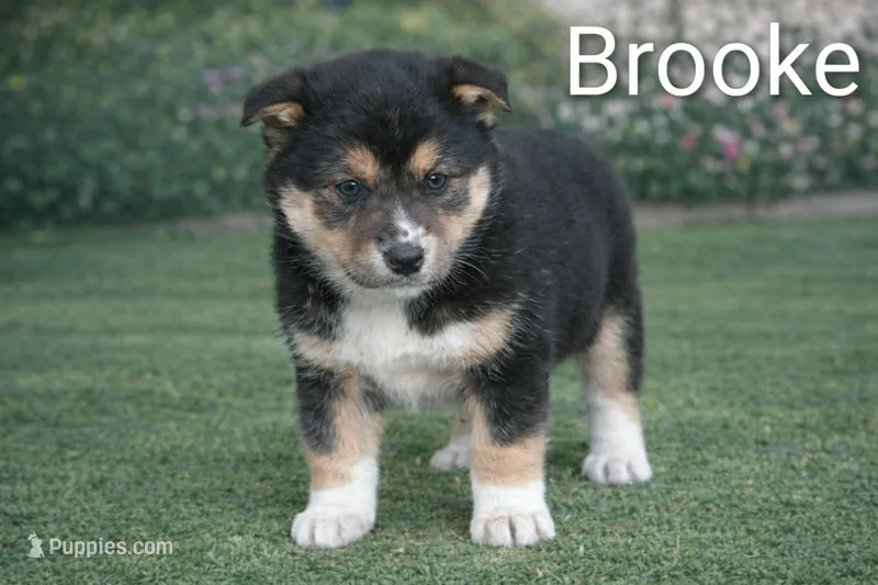 Brooke, a female Shiba Inu and Border Collie for sale in Farwell, MI – Photo 1 of 1
