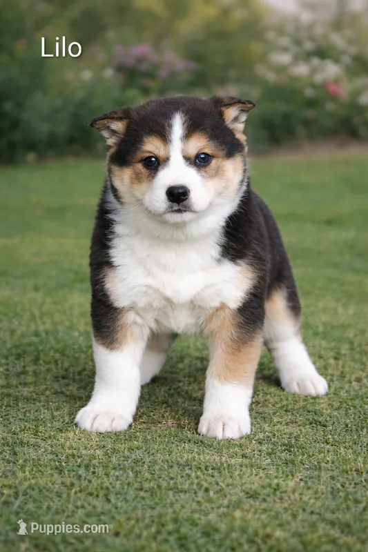 Lilo, a female Shiba Inu and Border Collie for sale in Farwell, MI – Photo 1 of 1