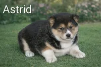 Astrid , a female Shiba Inu and Border Collie for sale in Farwell, MI – Photo 1 of 2