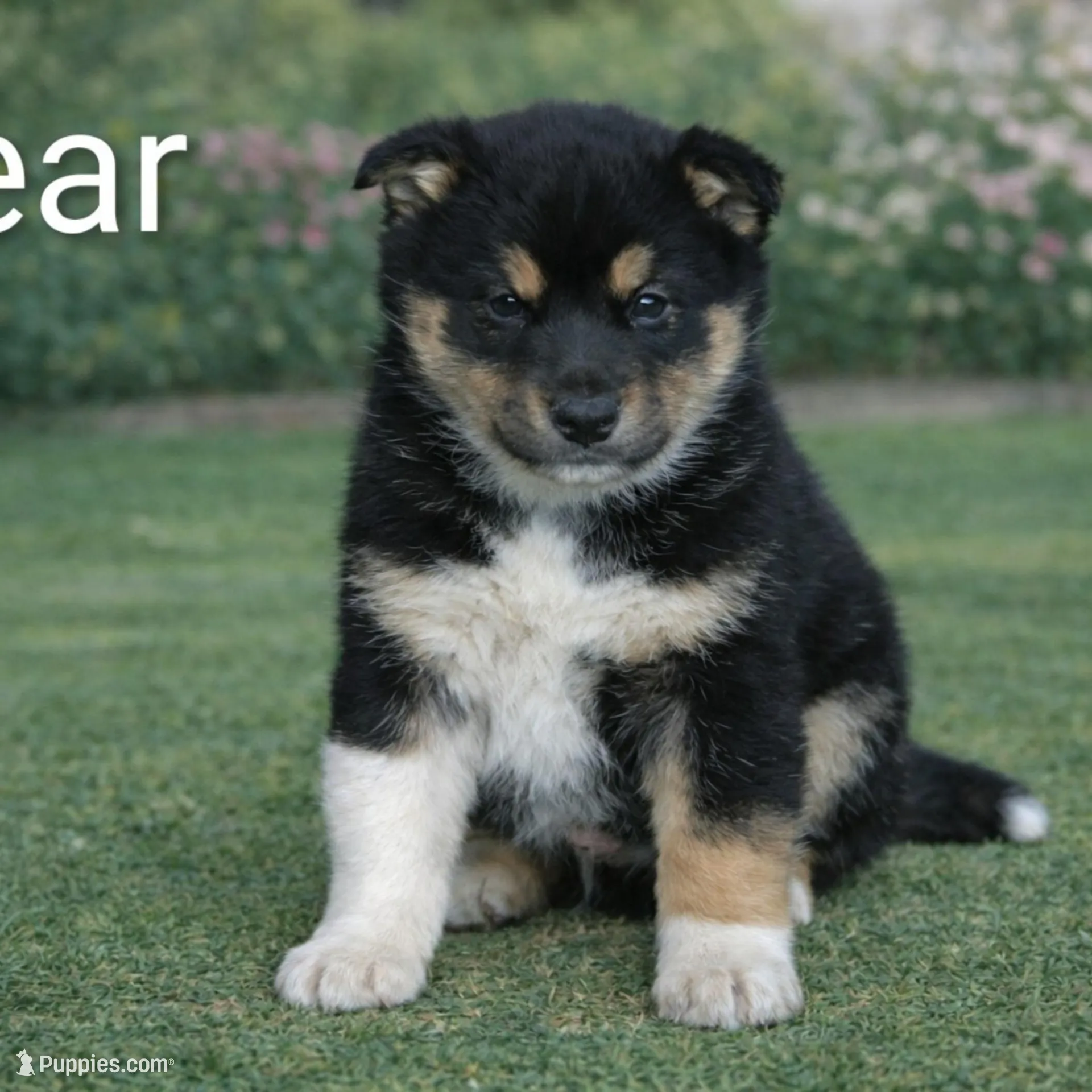 Bear, a male Shiba Inu and Border Collie for sale in Farwell, MI – Photo 1 of 1