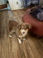 Cubby, a male Australian Shepherd for sale in Clarksville City, TX – 1 of 1