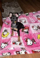 Puppy, a male Miniature Pinscher for sale in Graham, WA – Photo 1 of 2