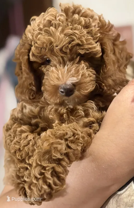 Coco – Poodle - Toy  puppy for sale in Modesto, CA