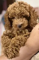 Coco, a female Poodle - Toy  for sale in Modesto, CA – 1 of 2