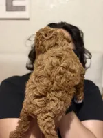 Coco, a female Poodle - Toy  for sale in Modesto, CA – 2 of 2