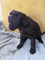 Puppy #5, a male Labradoodle for sale in Townsend, DE – 3 of 3