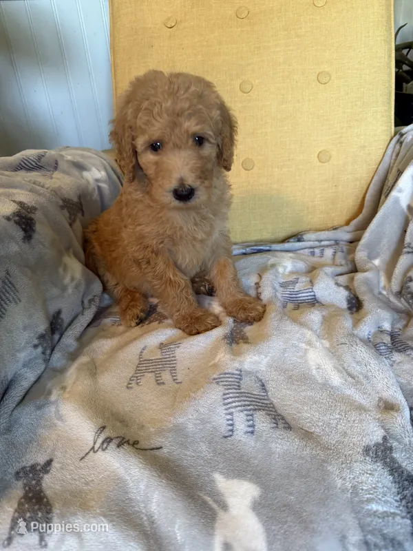 Puppy # 3 – Labradoodle puppy for sale in Townsend, DE