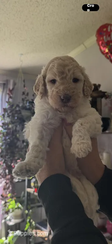 Luv bug 1 – Labradoodle puppy for sale in Townsend, DE