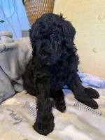 Luv bug # 5, a male Labradoodle for sale in Townsend, DE – Photo 1 of 2