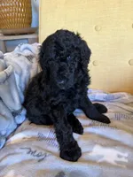 Luv bug # 5, a male Labradoodle for sale in Townsend, DE – Photo 2 of 2