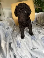 Puppy #5, a male Labradoodle for sale in Townsend, DE – 1 of 3