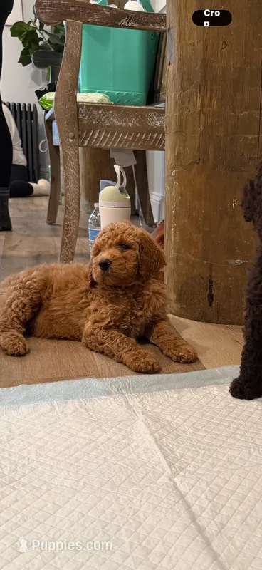 Luv bug 2 – Labradoodle puppy for sale in Townsend, DE