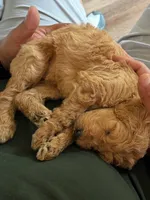Puppy # 3, a female Labradoodle for sale in Townsend, DE – 2 of 3