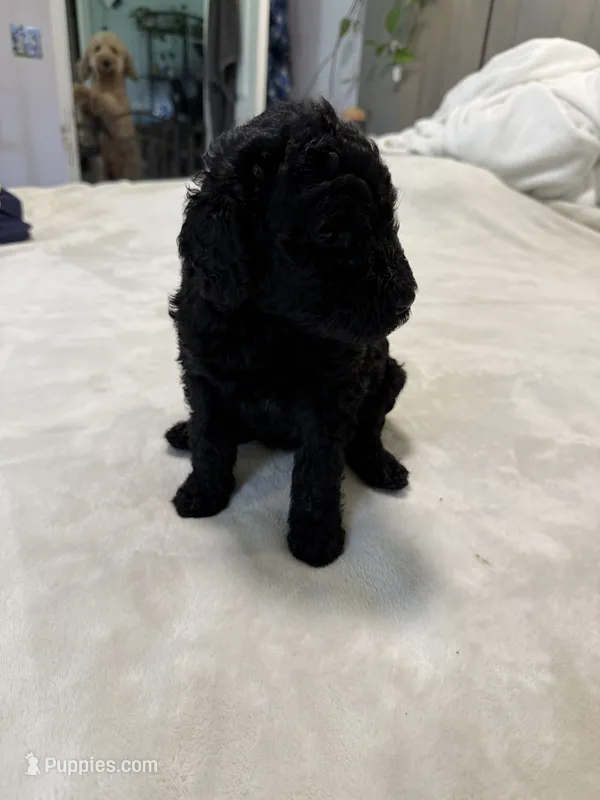 Puppy Luv # 1 – Labradoodle puppy for sale in Townsend, DE
