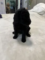 Puppy Luv # 1, a male Labradoodle for sale in Townsend, DE – 1 of 5