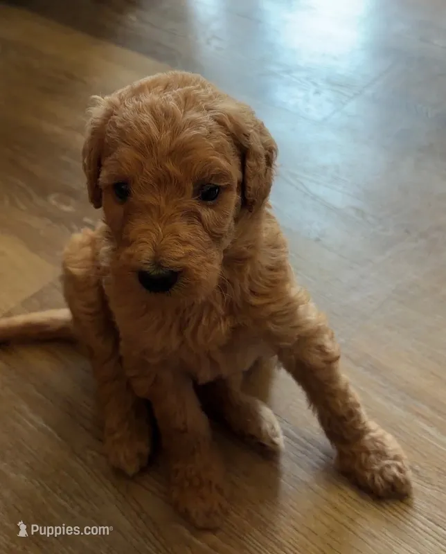 Puppy # 3 – Labradoodle puppy for sale in Townsend, DE