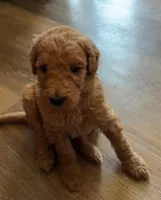 Puppy # 3, a female Labradoodle for sale in Townsend, DE – 1 of 3