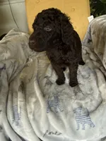 Puppy #5, a male Labradoodle for sale in Townsend, DE – 2 of 3